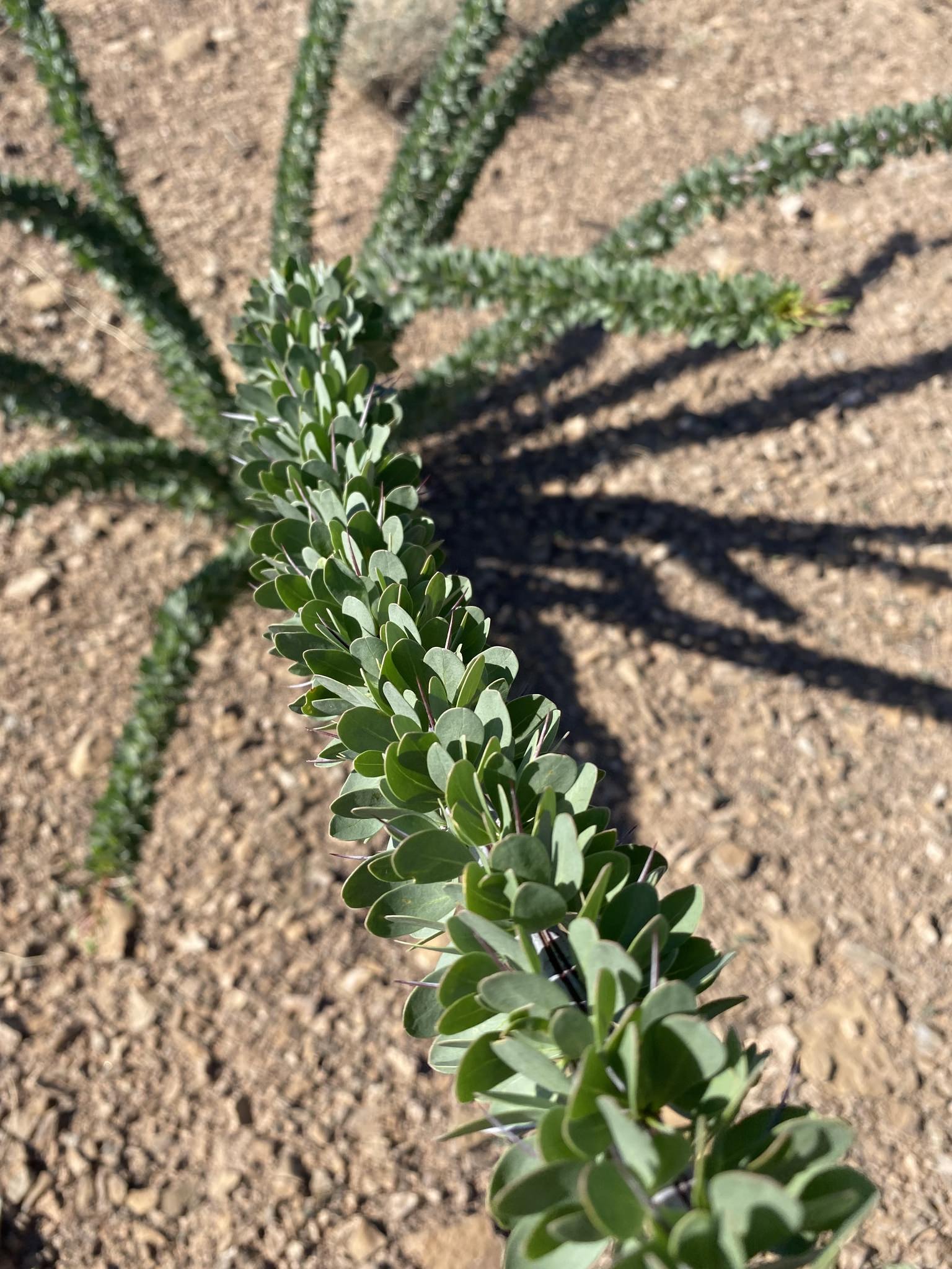 Fouquieria splendens 
